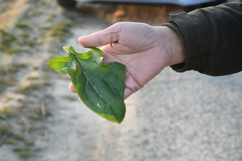 無農薬・無肥料の「自然農法」野菜。オーガニック農園の恵み - Lacycle