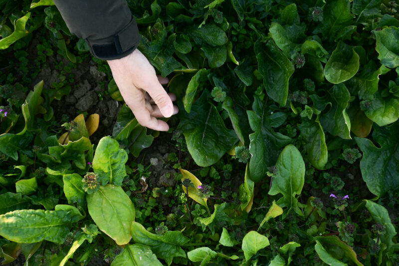 無農薬・無肥料の「自然農法」野菜。オーガニック農園の恵み - Lacycle