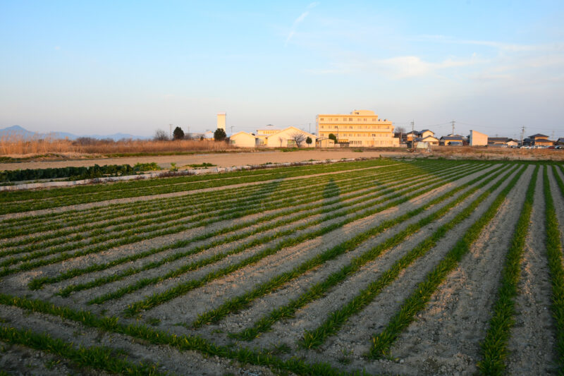 無農薬・無肥料の「自然農法」野菜。オーガニック農園の恵み - Lacycle